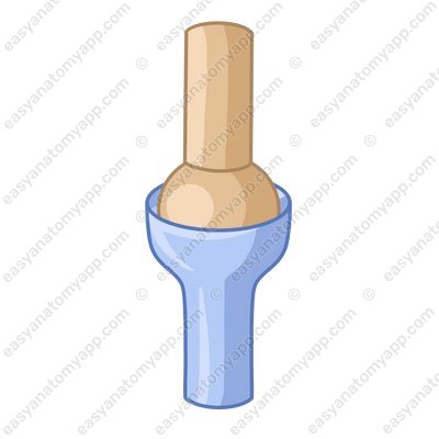 Cotyloid joint (articulatio cotylica)